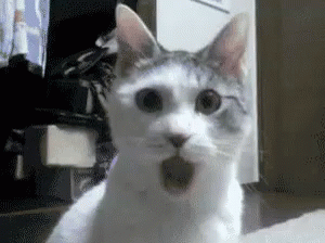 shocked cat gif